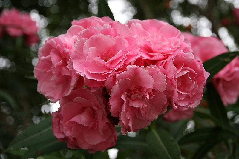 Kanary_2010 040